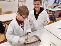Spende an das Gymnasium Gosheim-Wehingen: Fische zum Sezieren